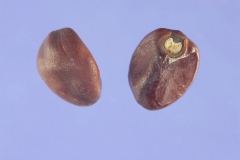 Seeds-of-Moonflower