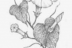 Sketch-of-Moonflower