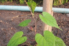 Small-Moonflower-plant