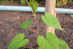 Small-Moonflower-plant