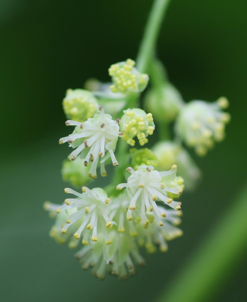 Close-view-of-Moonseed-flower