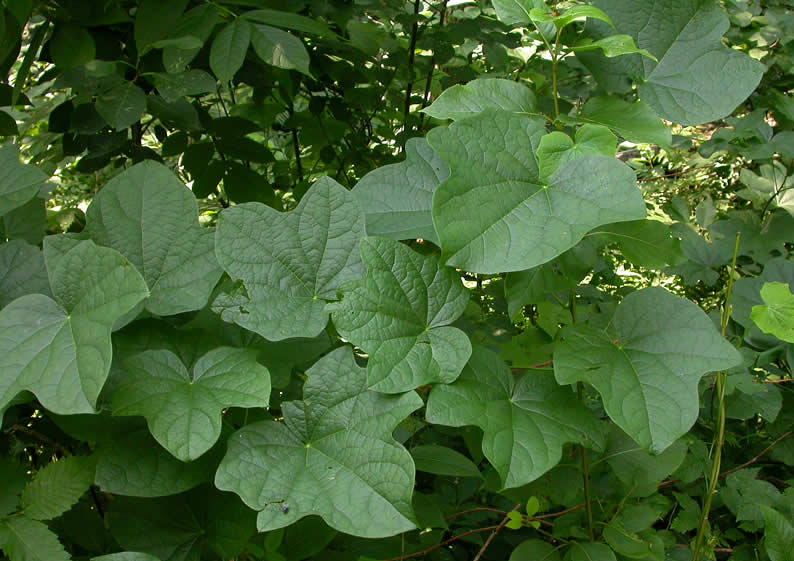Moonseed-leaves