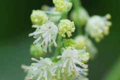 Close-view-of-Moonseed-flower