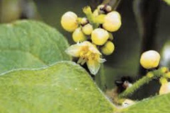 Flower-buds-of-Moonseed