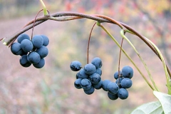 Moonseed-berries
