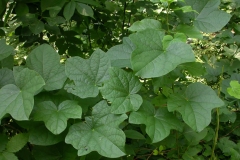 Moonseed-leaves