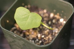 Moonseed-seedlings