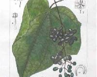 Plant-illustration-of-Moonseed