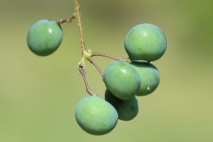 Unripe-Moonseed-berries