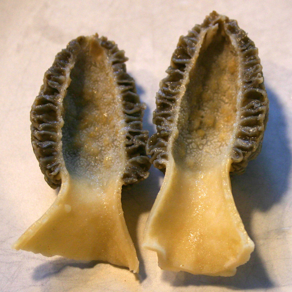 Half-cut-Morel-mushroom