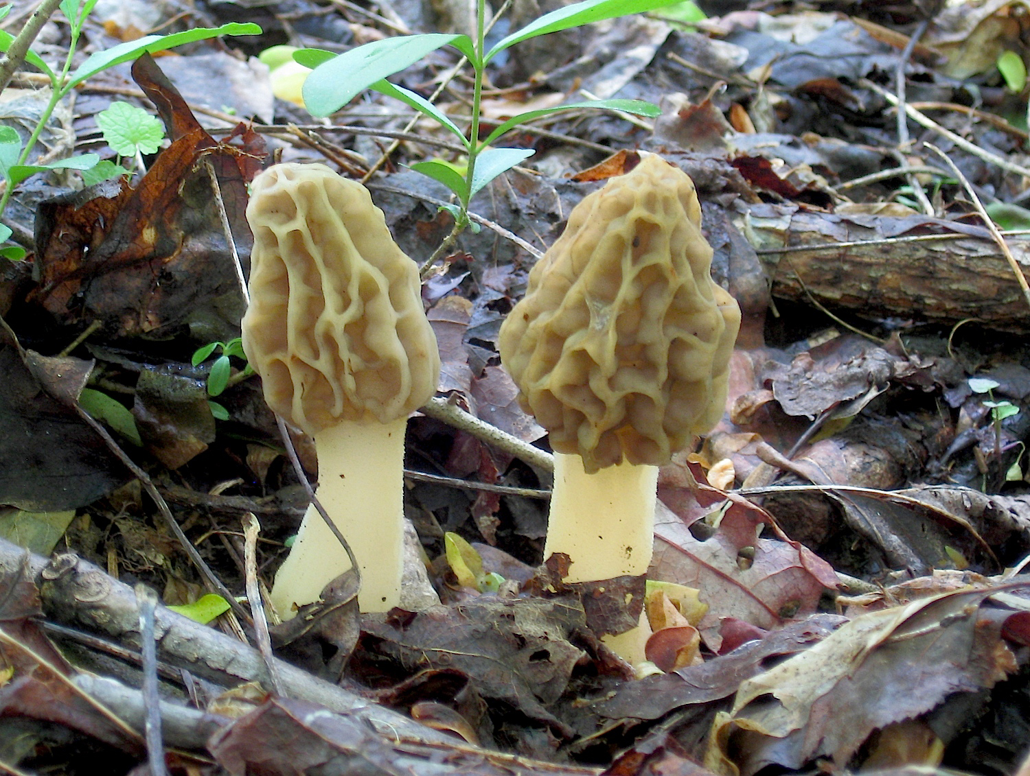 Morel-mushroom