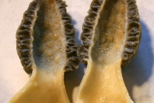 Half-cut-Morel-mushroom