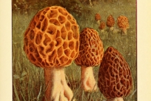 Illustration-of-Morel-mushroom