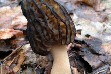 Morel-mushroom