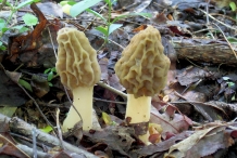 Morel-mushroom