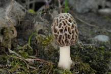 Morel-mushroom