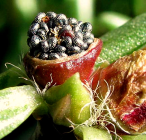 Closer-view-of-seedpod-of-Moss-Rose