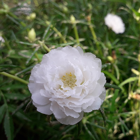 Flower-of-Moss-Rose
