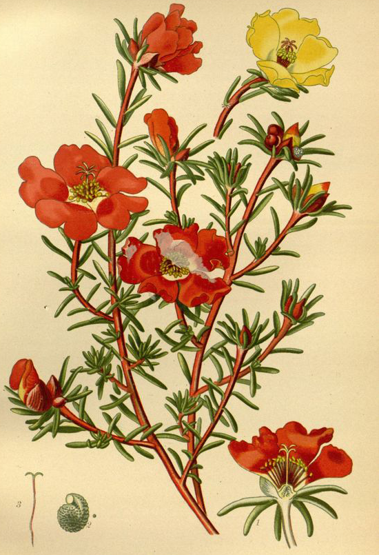 Plant-Illustration-of-Moss-Rose