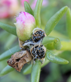 Seed-capsule-of-Moss-Rose