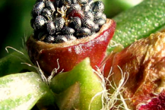 Closer-view-of-seedpod-of-Moss-Rose