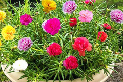 Different-colored-Moss-Rose-flowers