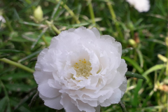 Flower-of-Moss-Rose