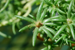 Leaves-of-Moss-Rose