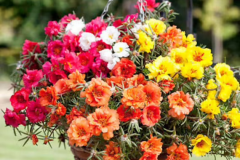 Moss-Rose-plant-grown-on-pot