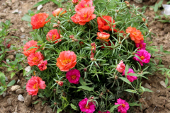 Moss-Rose-plant