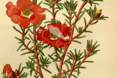 Plant-Illustration-of-Moss-Rose
