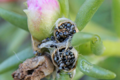 Seed-capsule-of-Moss-Rose