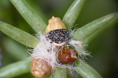 Seed-pods-of-Moss-Rose