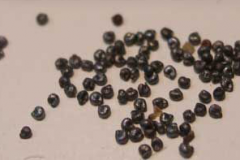 Seeds-of-Moss-Rose