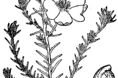 Sketch-of-Moss-Rose