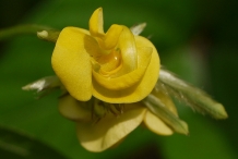 Close-up-flower-of-Moth-bean