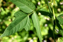 Leaves-of-Moth-bean