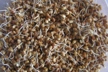 Moth-bean-sprouts