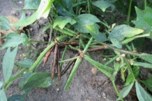 Pods-of-Moth-bean