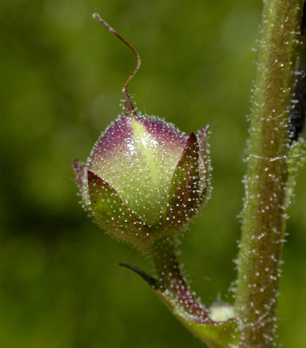 Close-view-of-Moth-Mullein-flower-buds