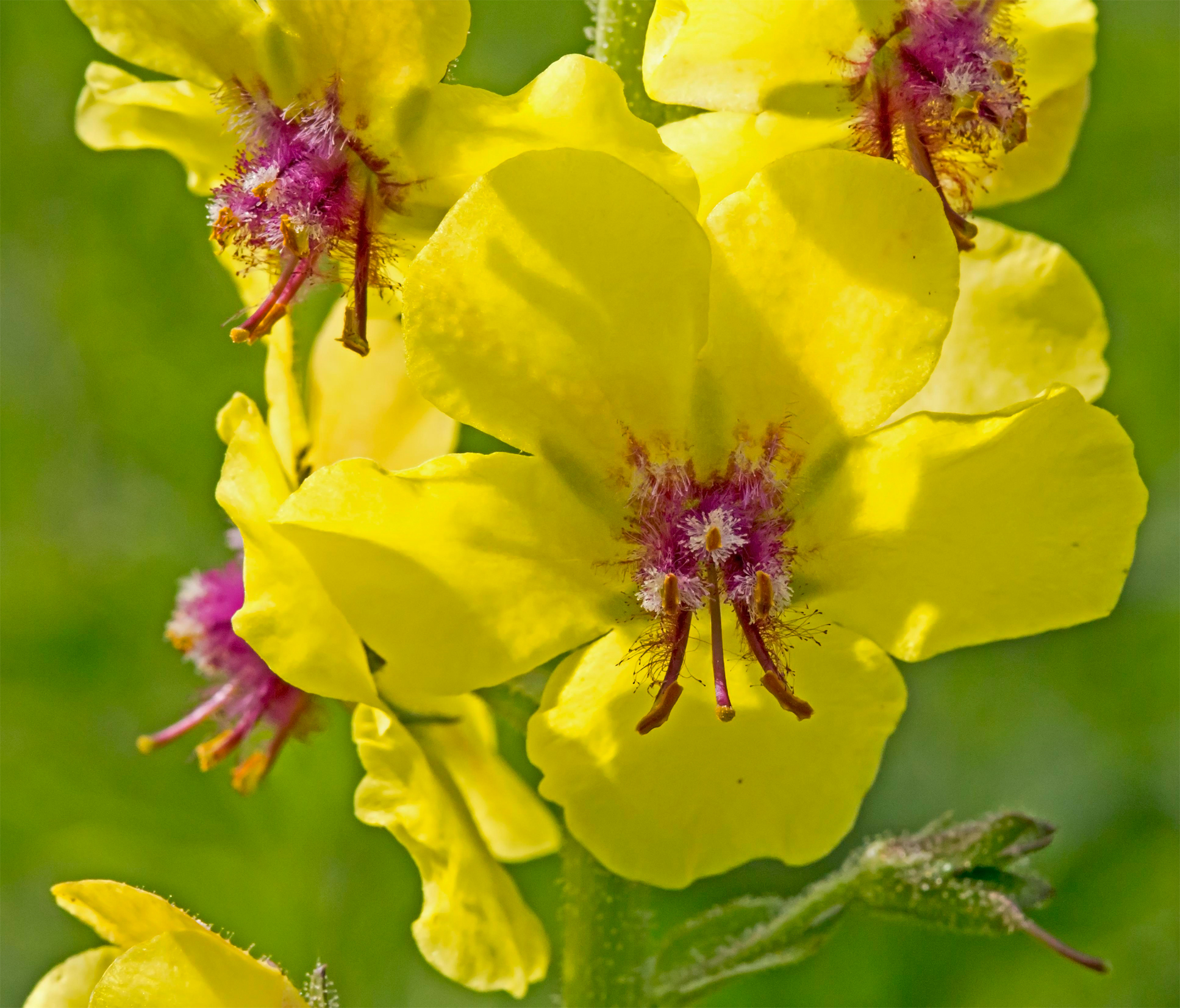 Close-view-of-Moth-Mullein