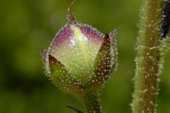 Close-view-of-Moth-Mullein-flower-buds