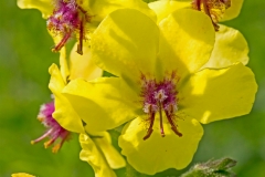 Close-view-of-Moth-Mullein