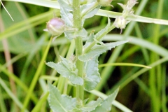 Flower-buds-of-Moth-Mullein
