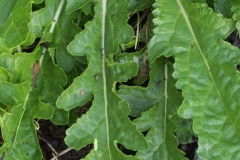 Moth-Mullein-leaves