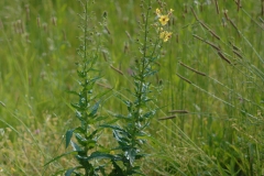 Moth-Mullein-plant