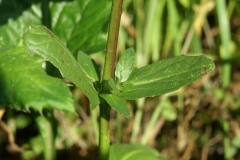 Moth-Mullein-stem