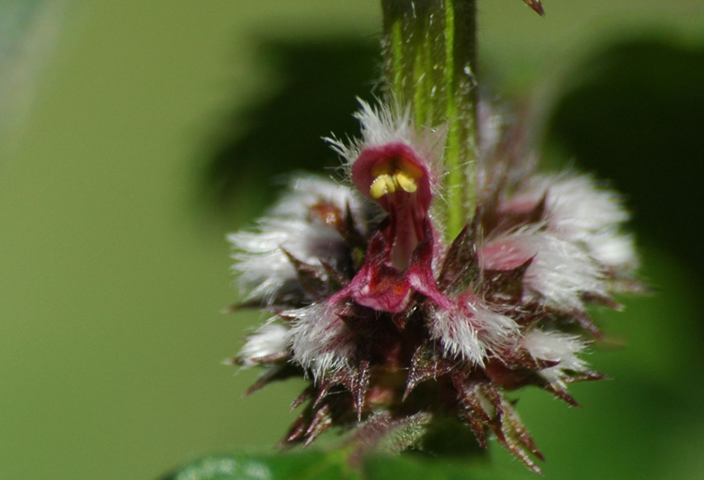 Close-up-flower-of-Motherwort