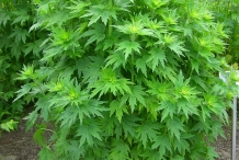 Motherwort-bush
