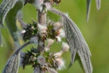 Motherwort-flower-bud